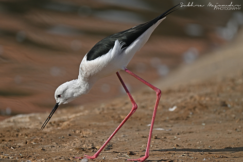Black-winged Stilt
