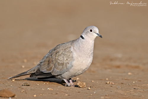Eurasian Collared-Dove