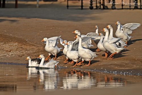 Domestic Swan Goose