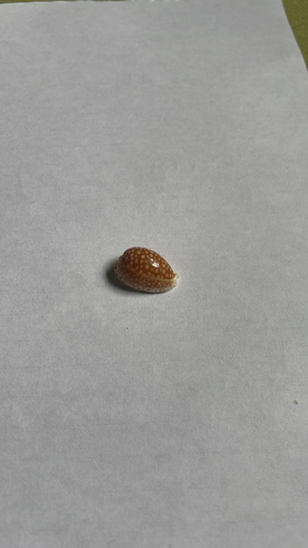 Cypraea gaskoini observed 2024-05-24