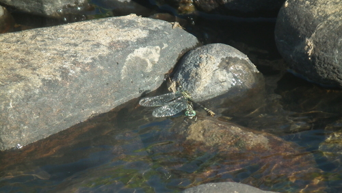 Photo of Rock Hooktail (Paragomphus cognatus)
