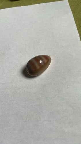 Cypraea schilderorum observed 2024-07-26