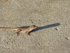 Anolis sagrei