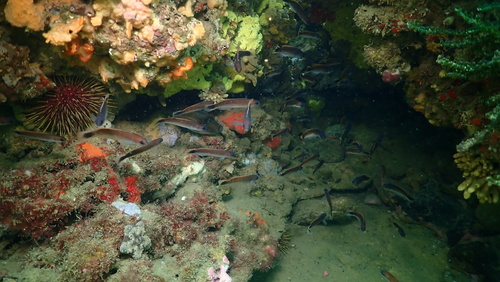 Trachinops caudimaculatus