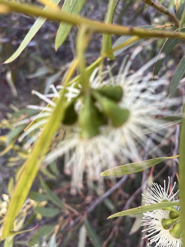 Eucalyptus occidentalis, 2026-04-29