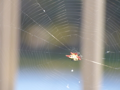 Gasteracantha cancriformis