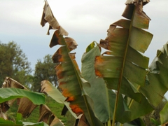 Pseudocercospora fijiensis