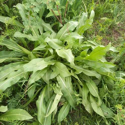 Dipsacus dipsacoides (Dipsacus dipsacoides)