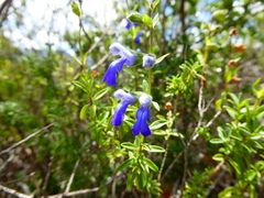 Salvia sarmentosa