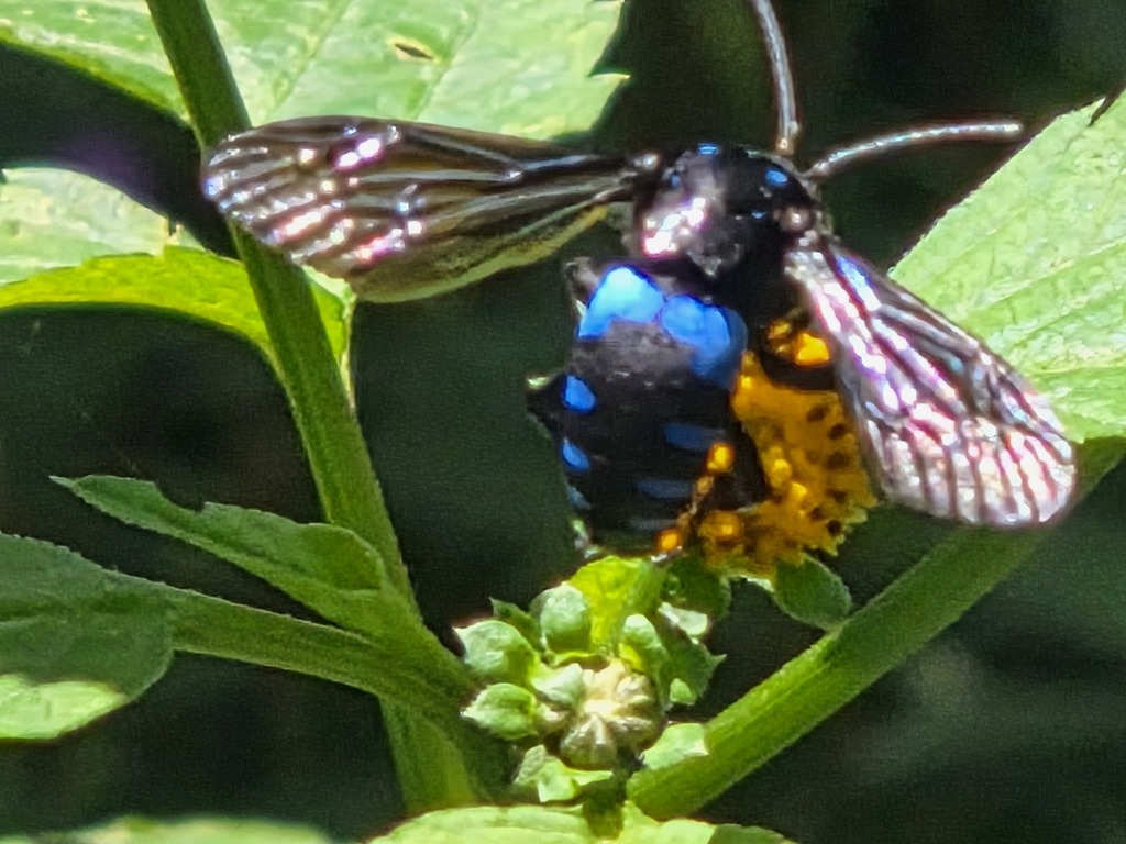 Neon Cloak-and-dagger Bee (Thyreus nitidulus)