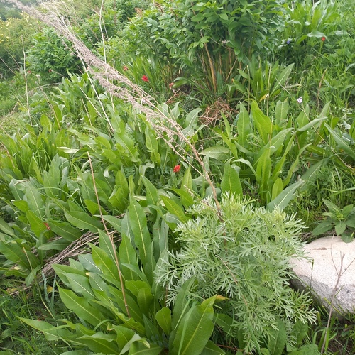 Dipsacus dipsacoides (Dipsacus dipsacoides)