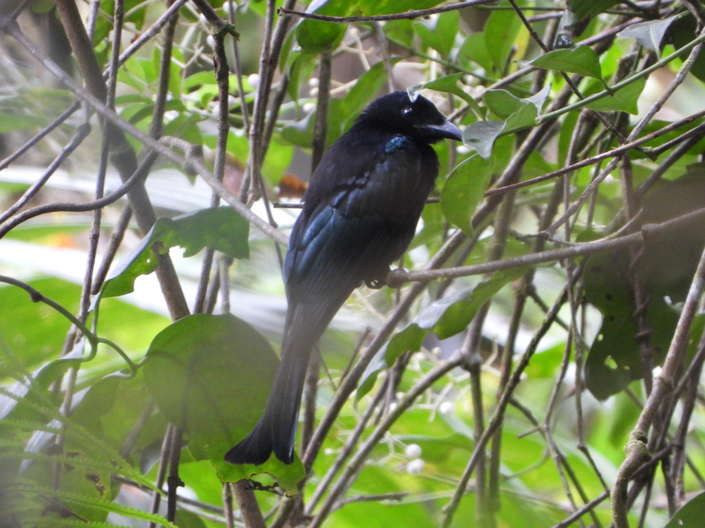 Srigunting sulawesi (Dicrurus montanus)