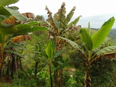 Pseudocercospora fijiensis
