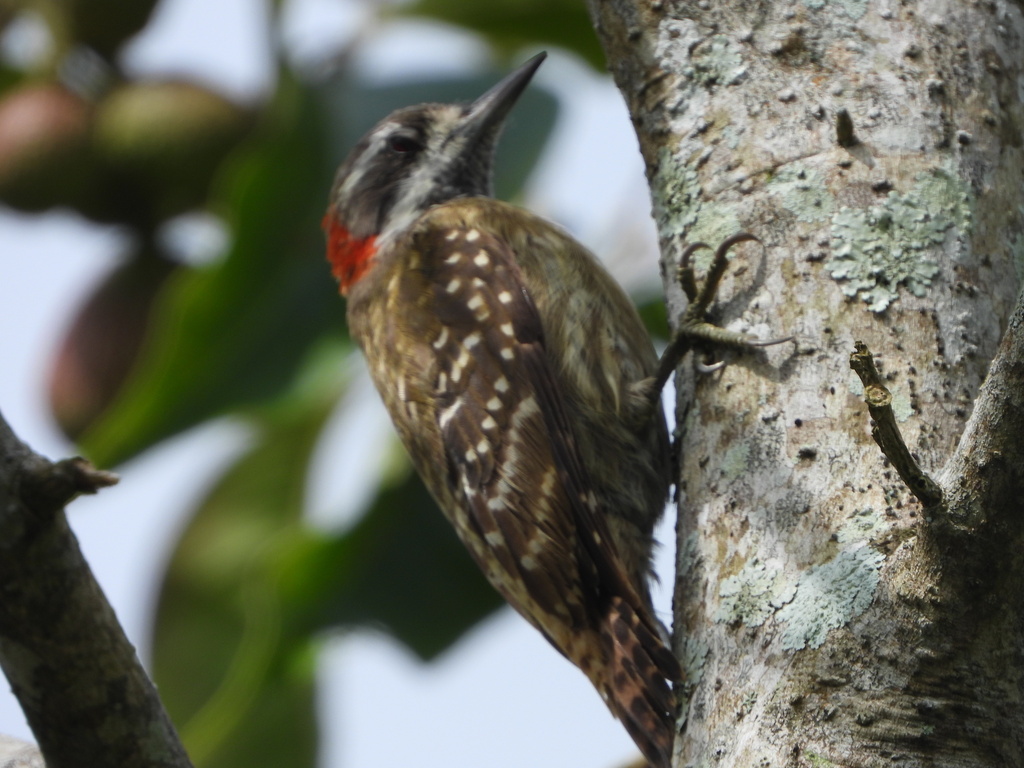Caladi sulawesi (Yungipicus temminckii)