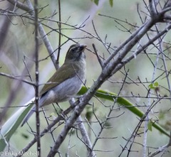 Saltator albicollis