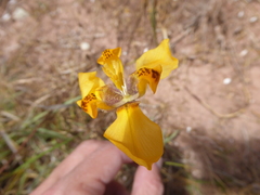 Hesperoxiphion pardalis