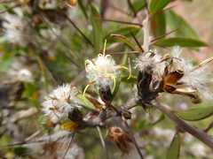 Dasyphyllum leiocephalum