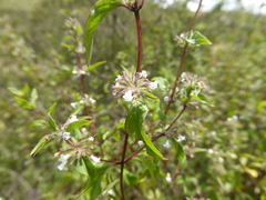 Minthostachys spicata
