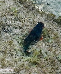 Ophioblennius macclurei