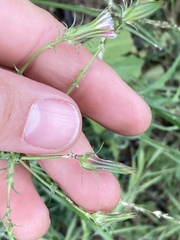 Rafinesquia californica, photograph (c) Adam J. Searcy, some rights reserved (CC BY)