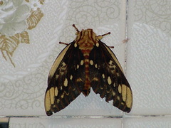 Citheronia brissotii