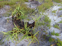 Velvet Tetraria (Tetraria thermalis)