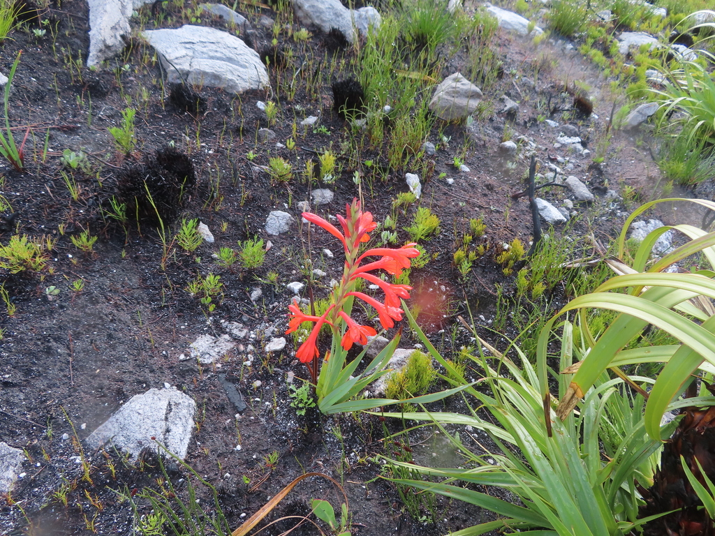 Watsonia schlechteri; photograph (c) linkie, some rights reserved (CC BY)