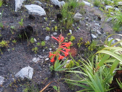 Watsonia schlechteri
