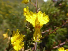 Tropaeolum peregrinum