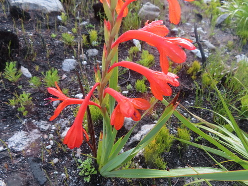 Watsonia schlechteri, photograph 1
