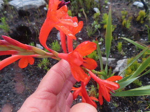 Watsonia schlechteri, photograph 2