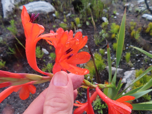 Watsonia schlechteri, photograph 3