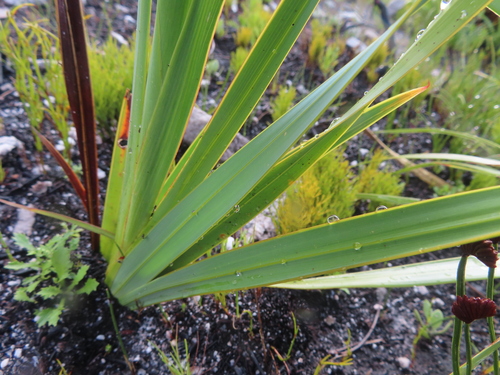 Watsonia schlechteri, photograph 4