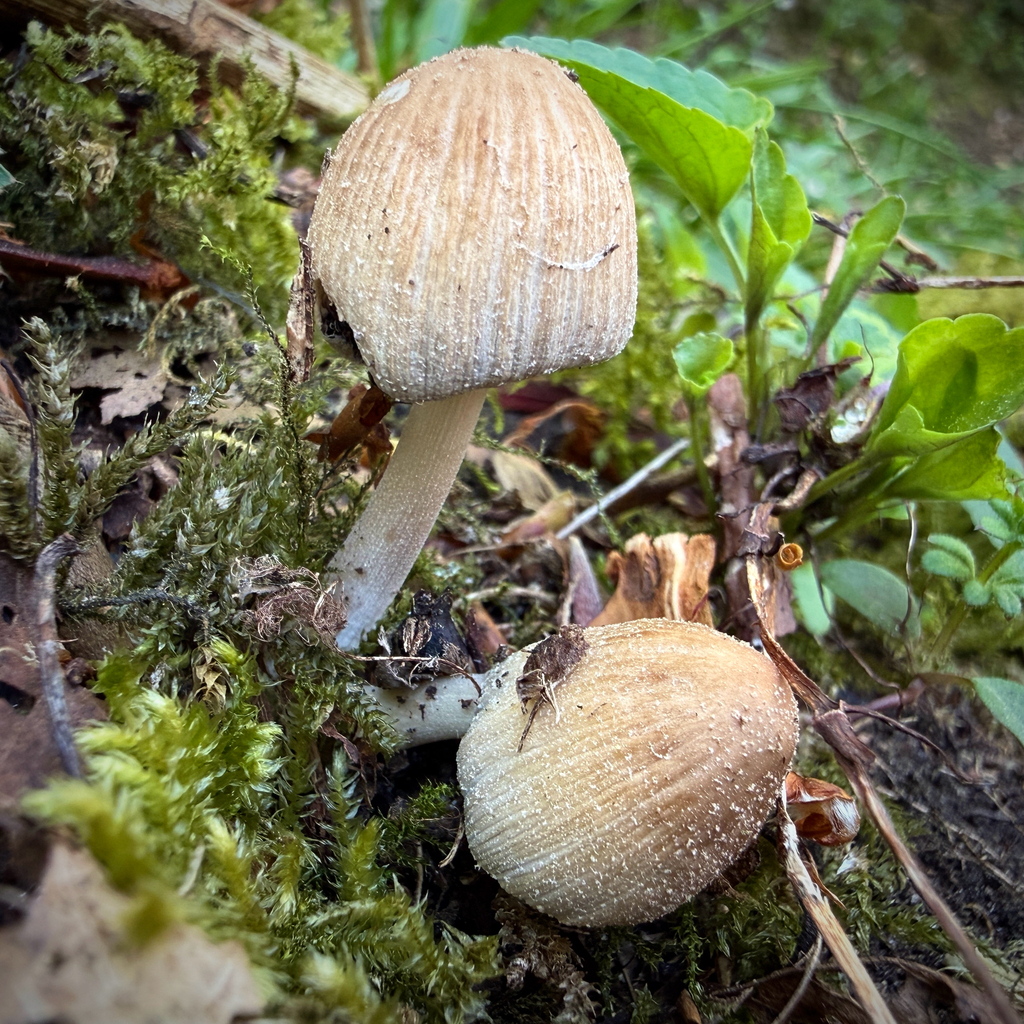 Coprinellus micaceus · April 2026 · photo: © thymetofish (iNaturalist, cc-by)