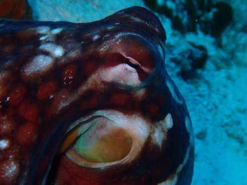 Octopus cyanea