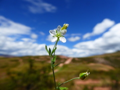 Arenaria soratensis