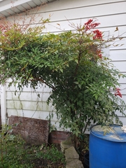 Nandina domestica