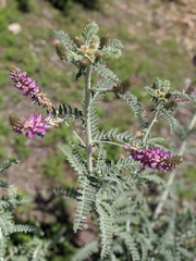 Astragalus brauntonii