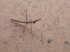 Microcoema acuminata