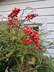 Nandina domestica
