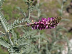 Astragalus brauntonii
