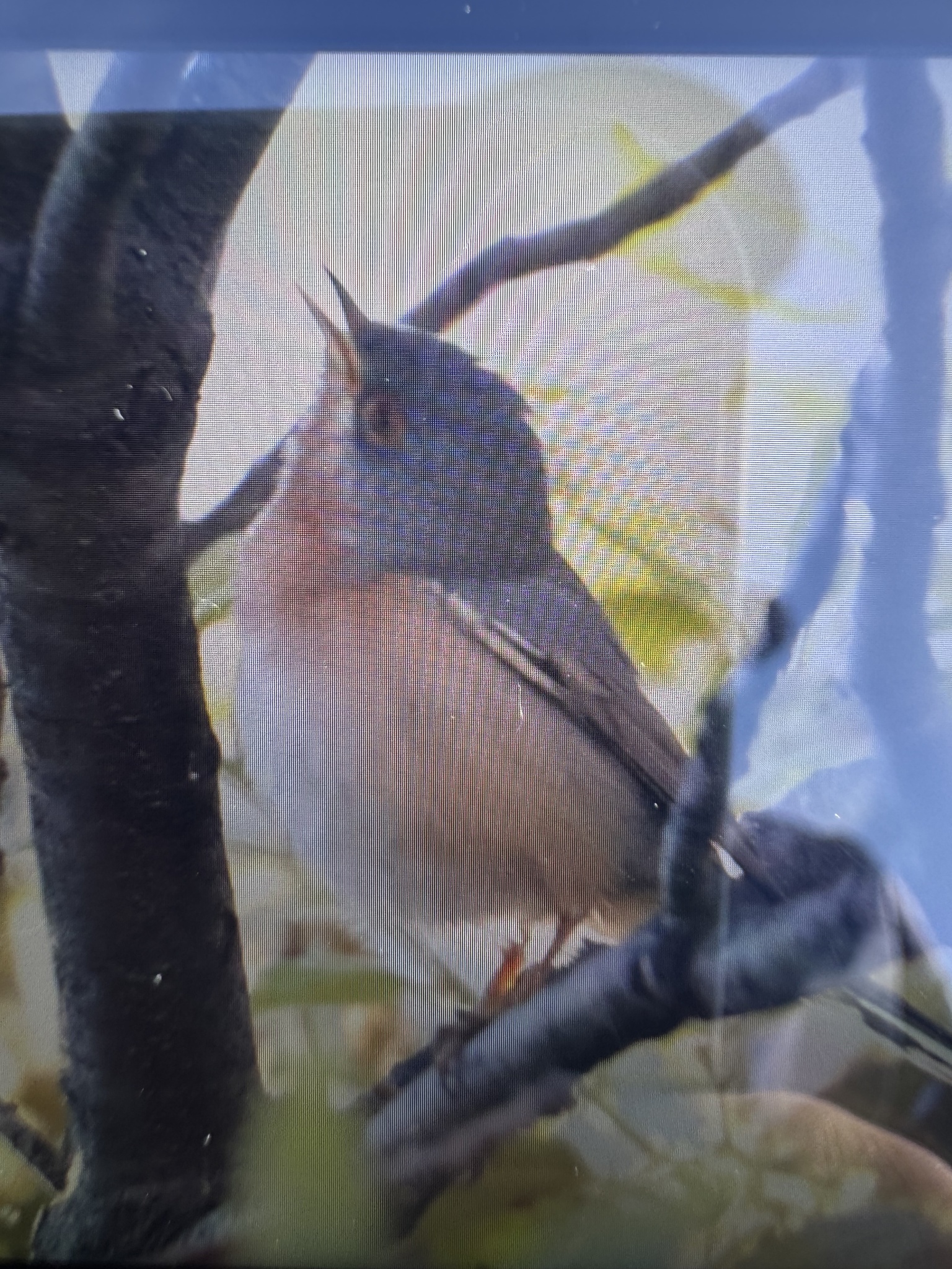 Moltoni's Warbler (Curruca subalpina), photo 2