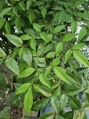 Nandina domestica