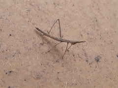 Microcoema acuminata