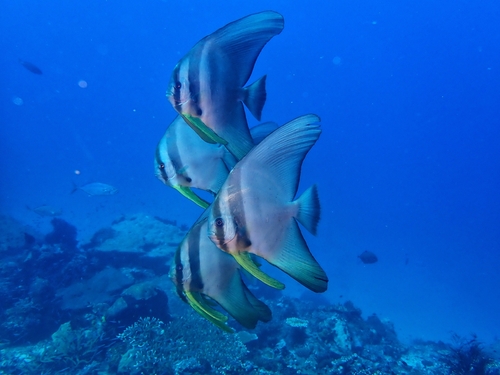 Platax teira