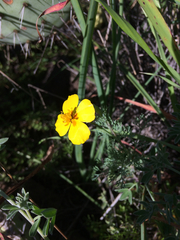 Eschscholzia ramosa