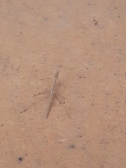 Microcoema acuminata
