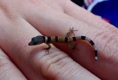 Sphaerodactylus