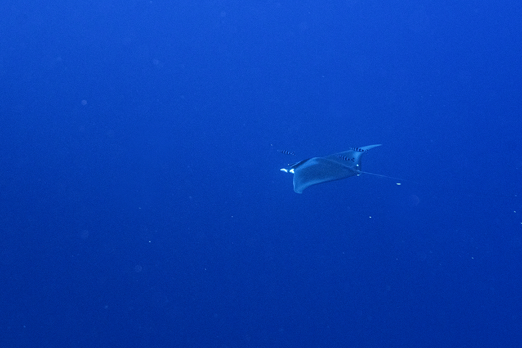 Spinetail devil ray swimming in open blue water off Spain