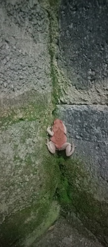 African Red Toad